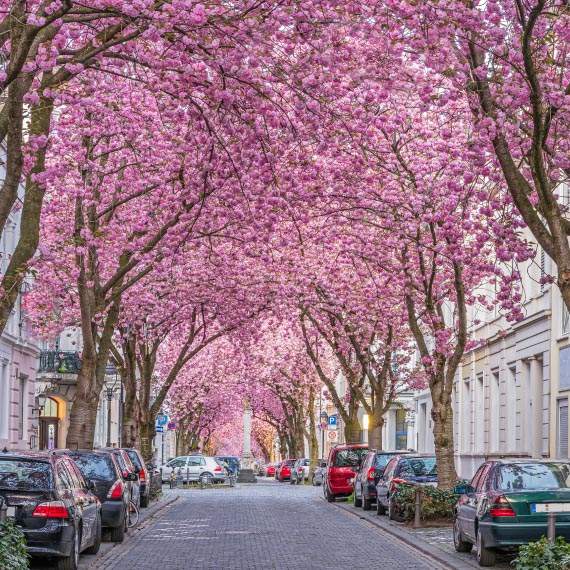 Single Frauen Bonn